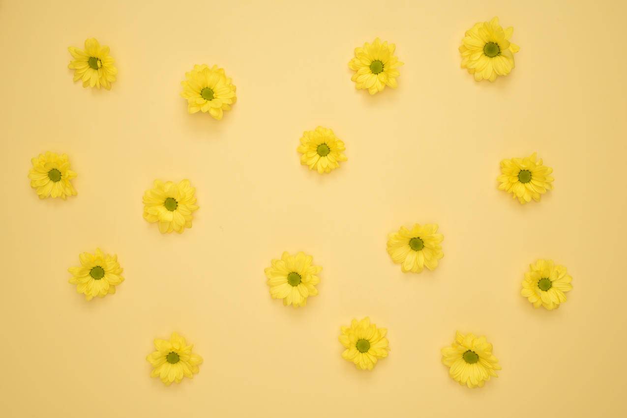 黄色表面上的黄色雏菊