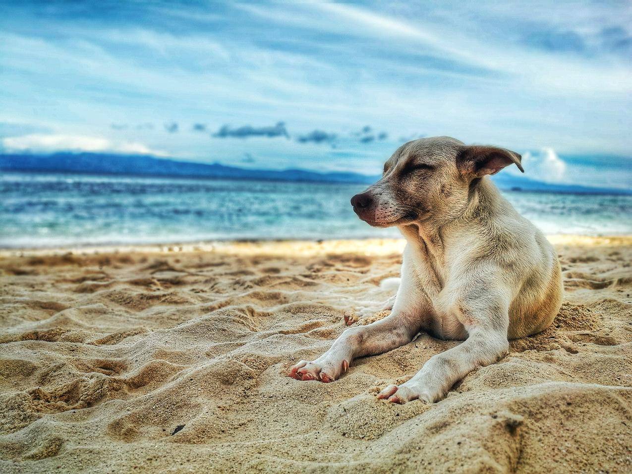 躺在Beach的狗