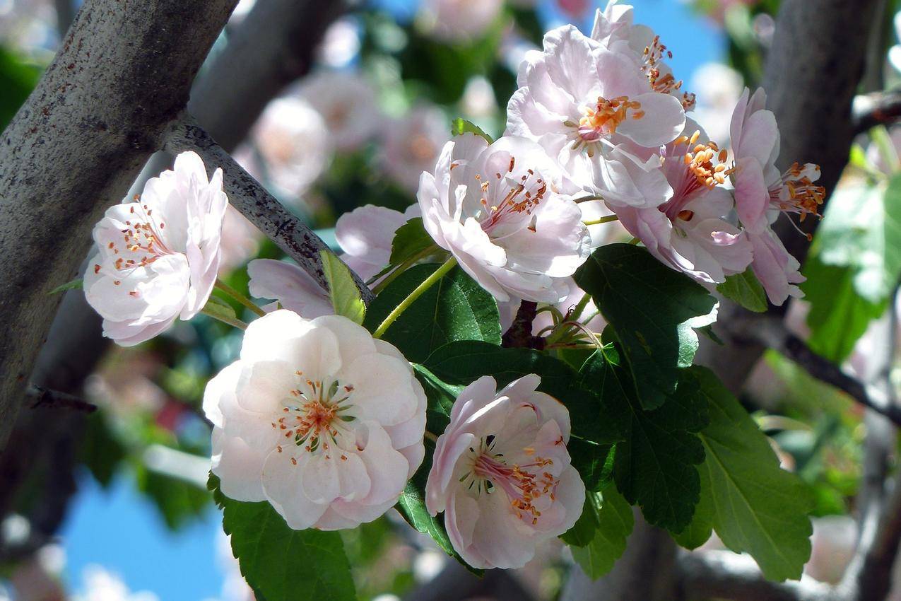 白天有绿叶和White,Flowers,Blooming的灰色树枝