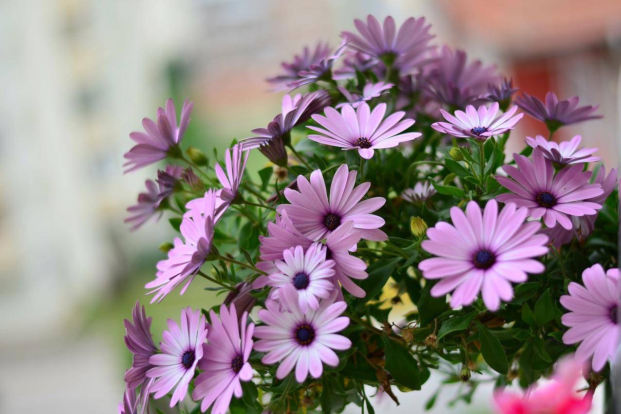 cc0免费可商用的田野,鲜花,夏天,紫色的高清图片