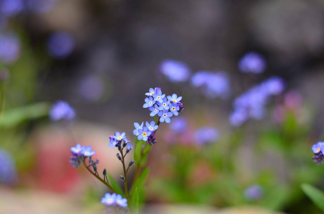 自然,田野,花卉,蓝色cc0可商用高清图片