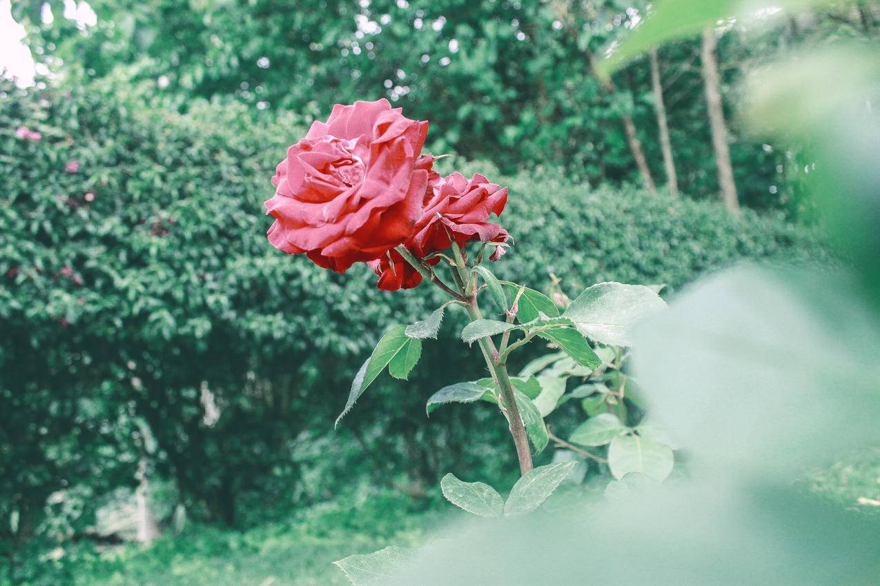 自然,红色,鲜花,花园cc0可商用图片