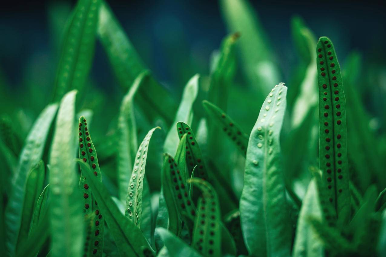 绿叶植物特写摄影