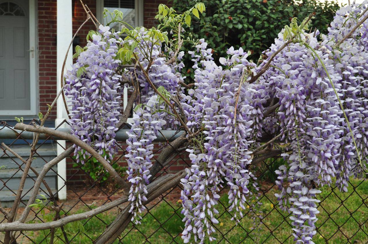 紫藤开花的高清图片