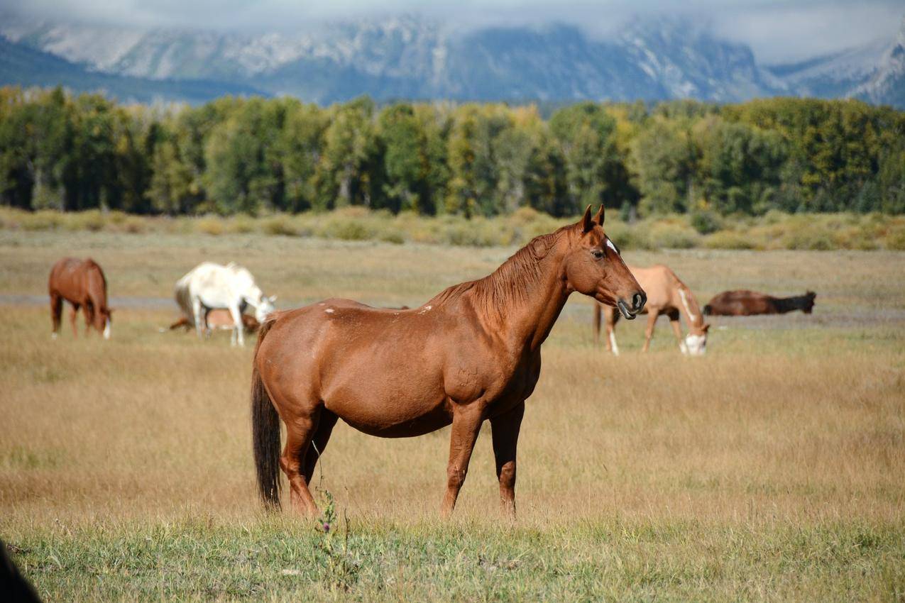 牧场的棕色马匹高清图片