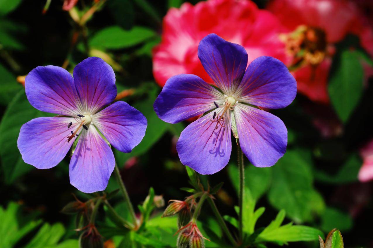 cc0可商用的自然,花卉,夏季,紫色高清大图