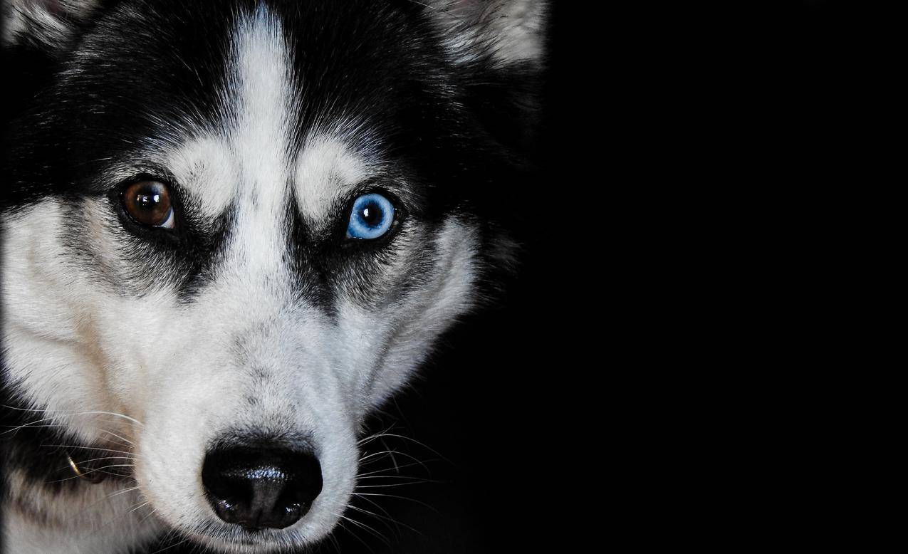 黑白,蓝色,动物,狗免费照片