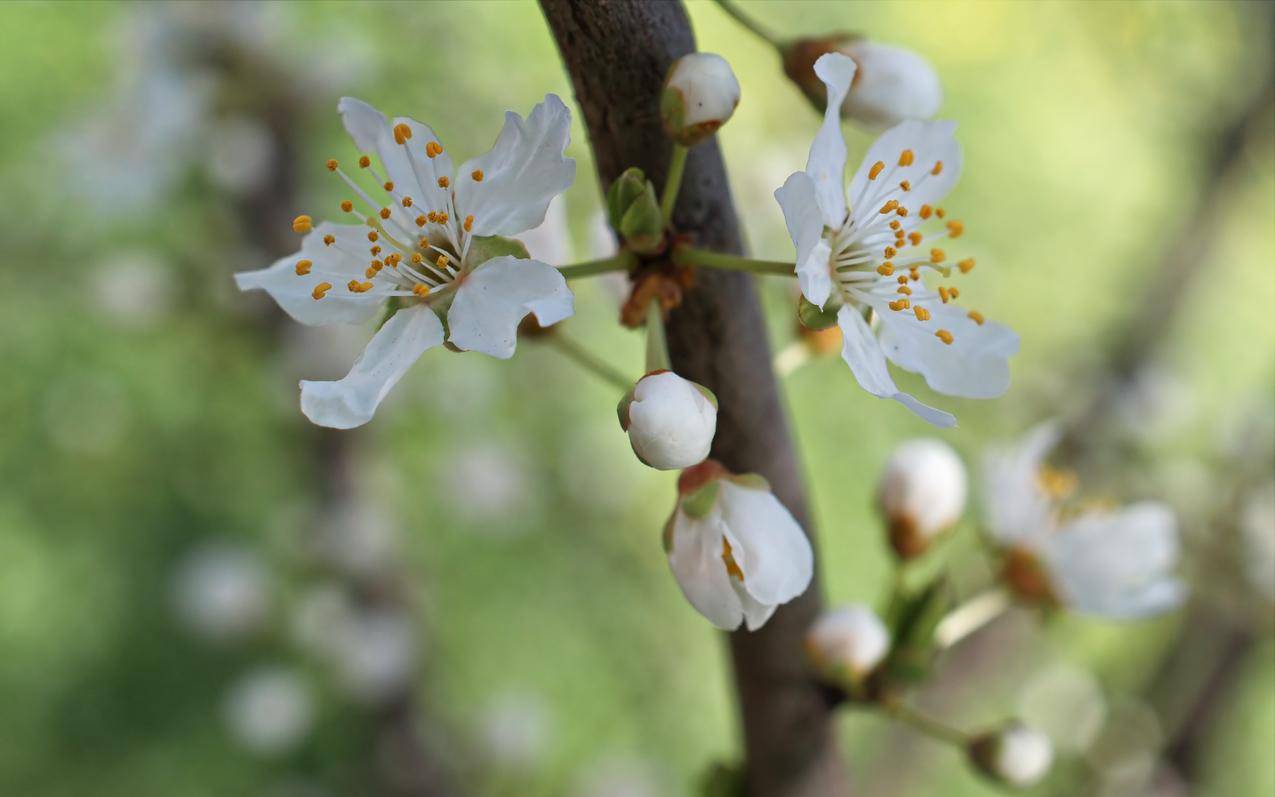 白色花瓣4k壁纸