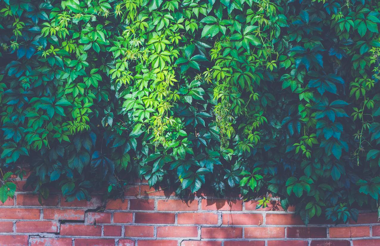 棕色砖墙上的绿色户外植物