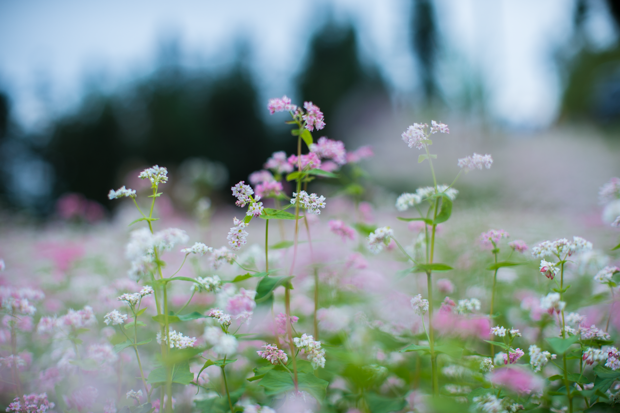 怀特和Pink,Petaled,Flowers