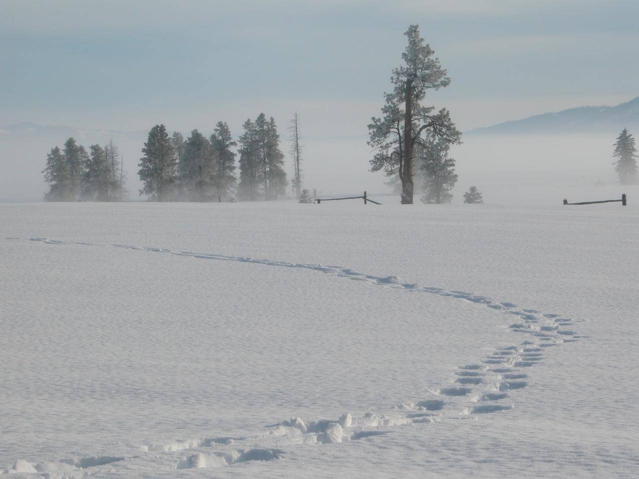 冬天雪地上的脚印图片