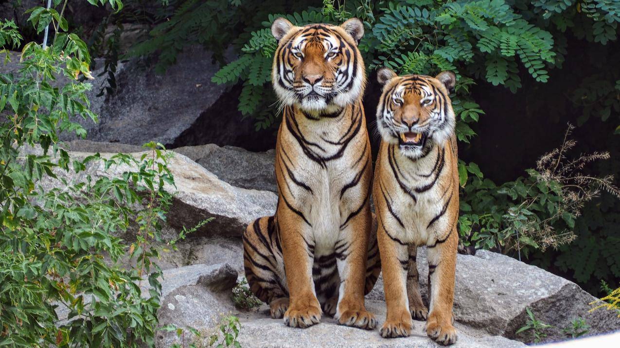 两个橙色老虎坐在一起