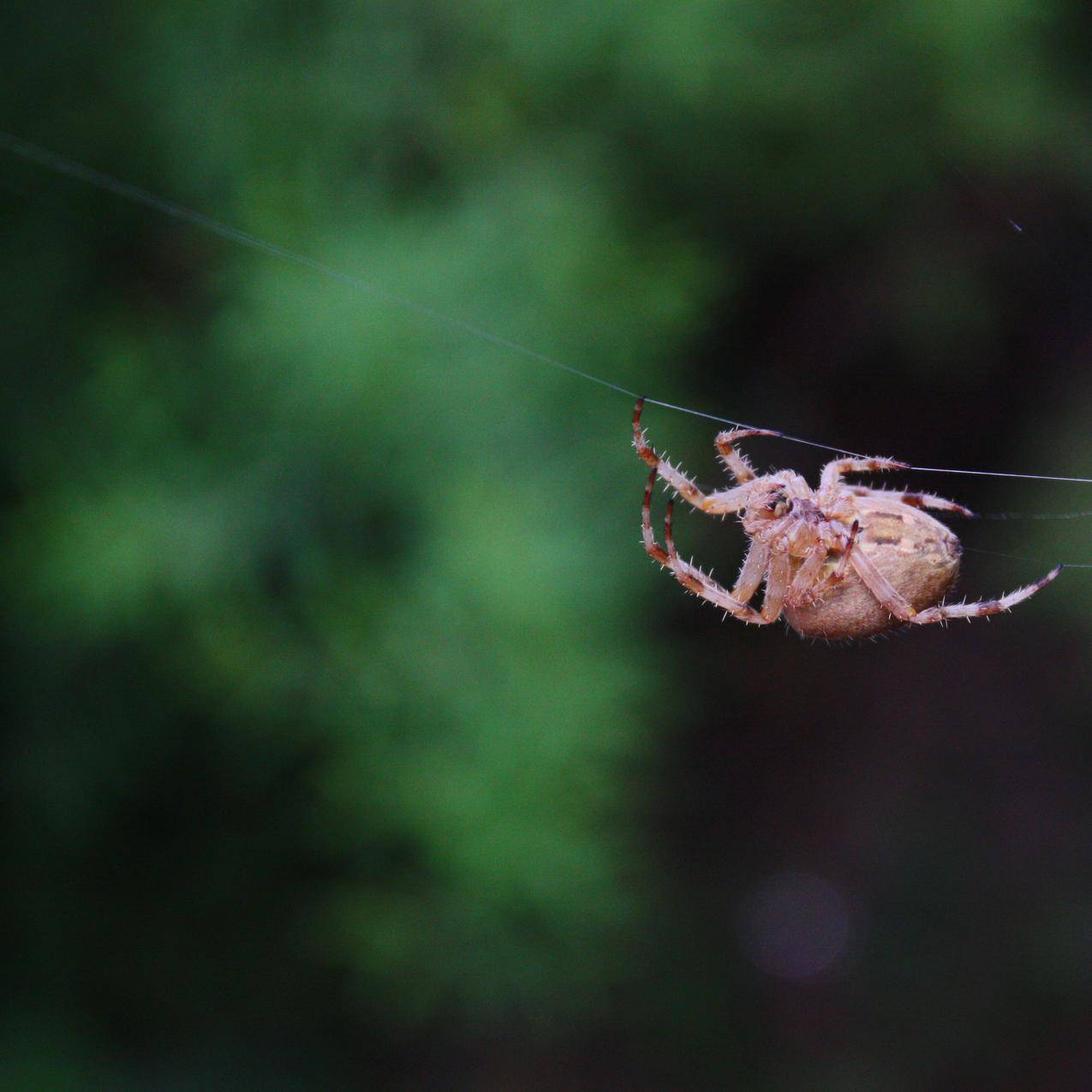 蜘蛛织网的高清图片