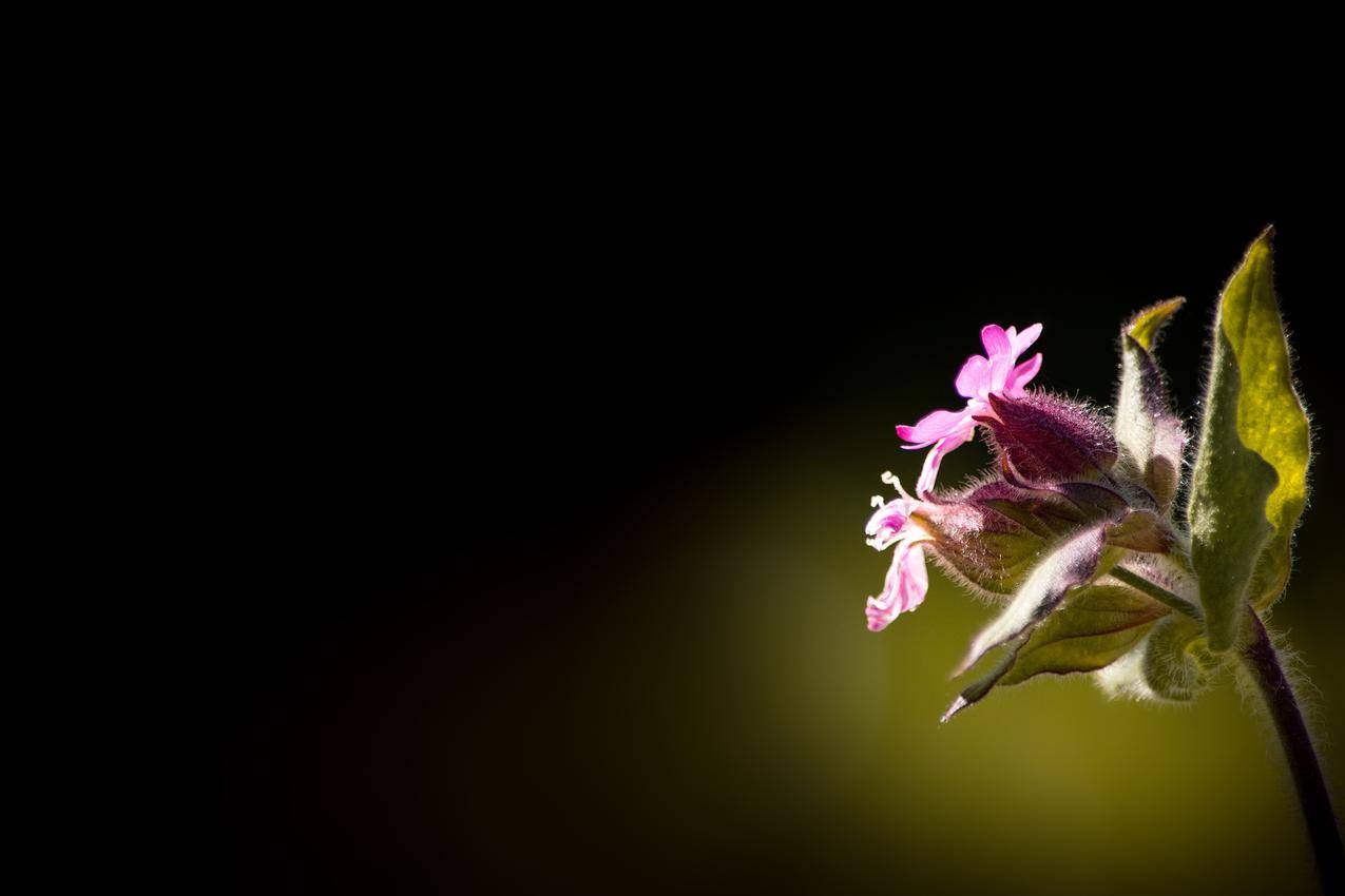 带绿色叶子的低粉红色花瓣花