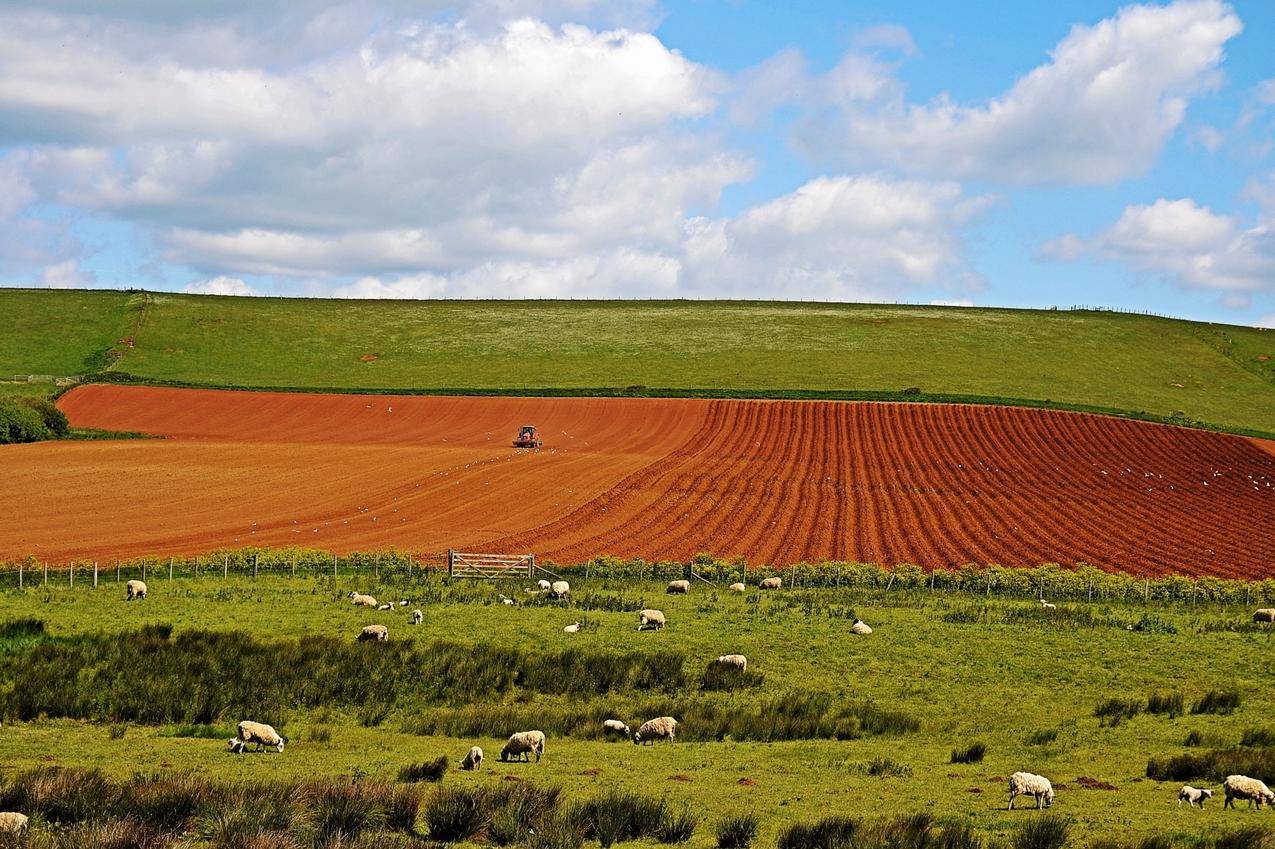 田园的耕地与羊群图片