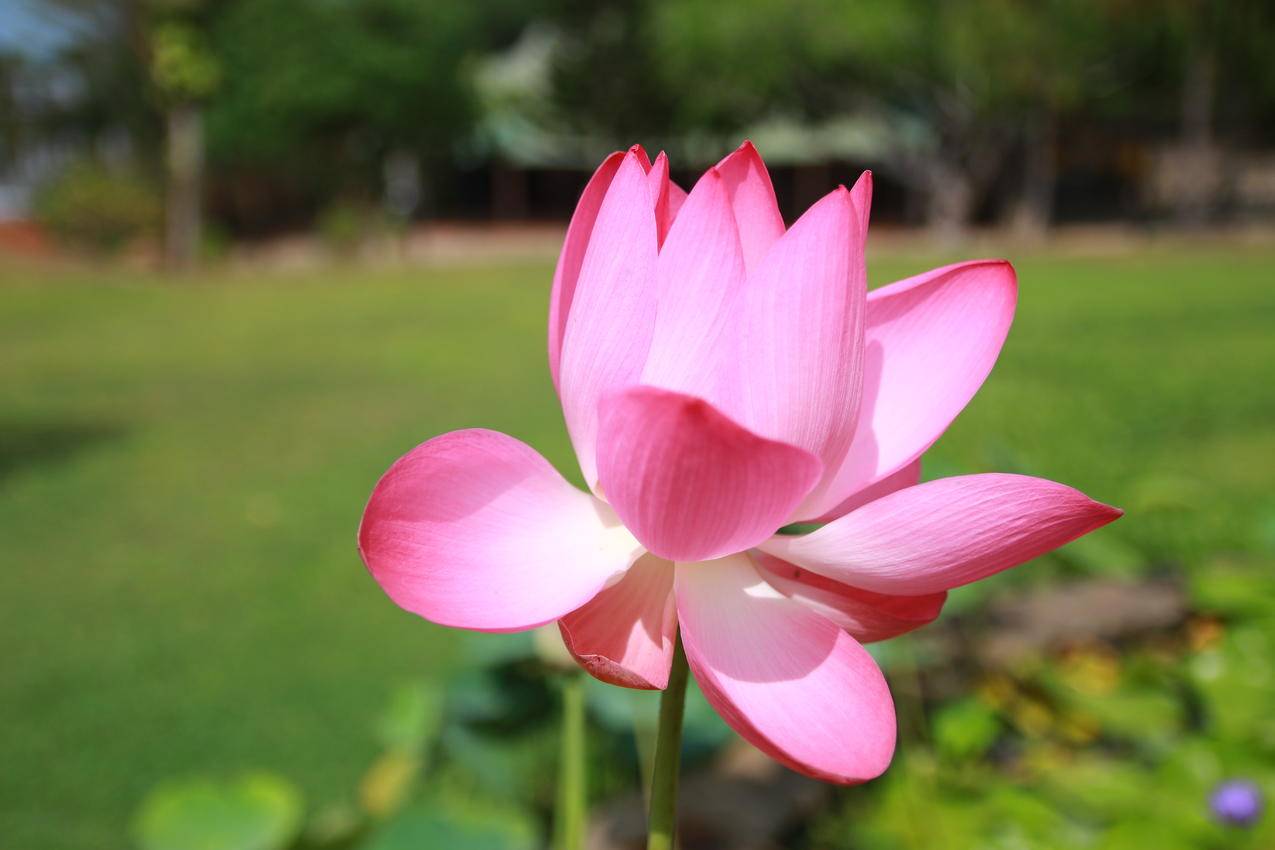 高清照片中的粉红色花瓣花