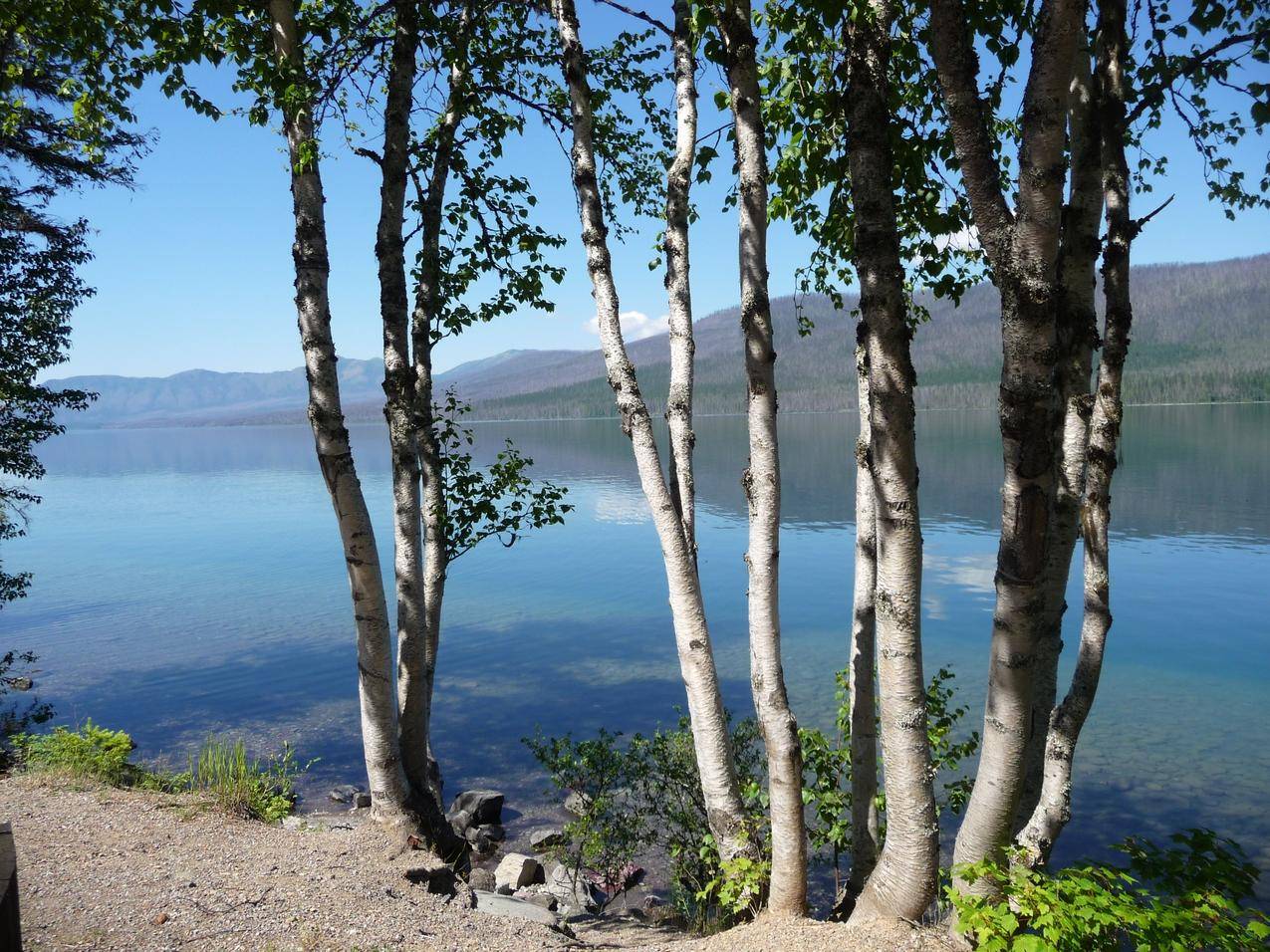 蒙大拿州冰川国家公园湖泊,树干图片