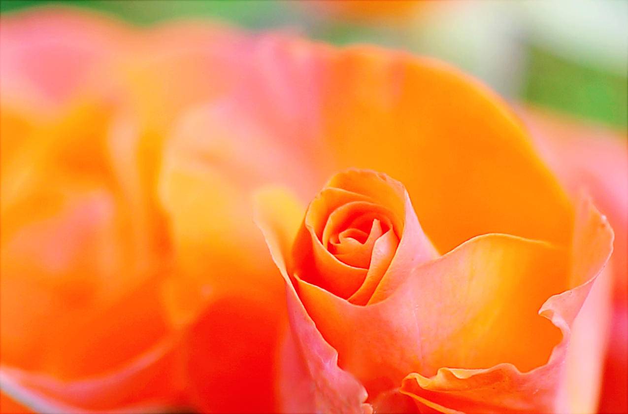 柑桔花瓣的浅聚焦摄影