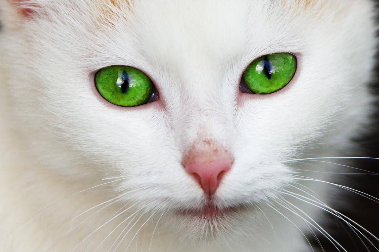 白衣猫绿眼睛