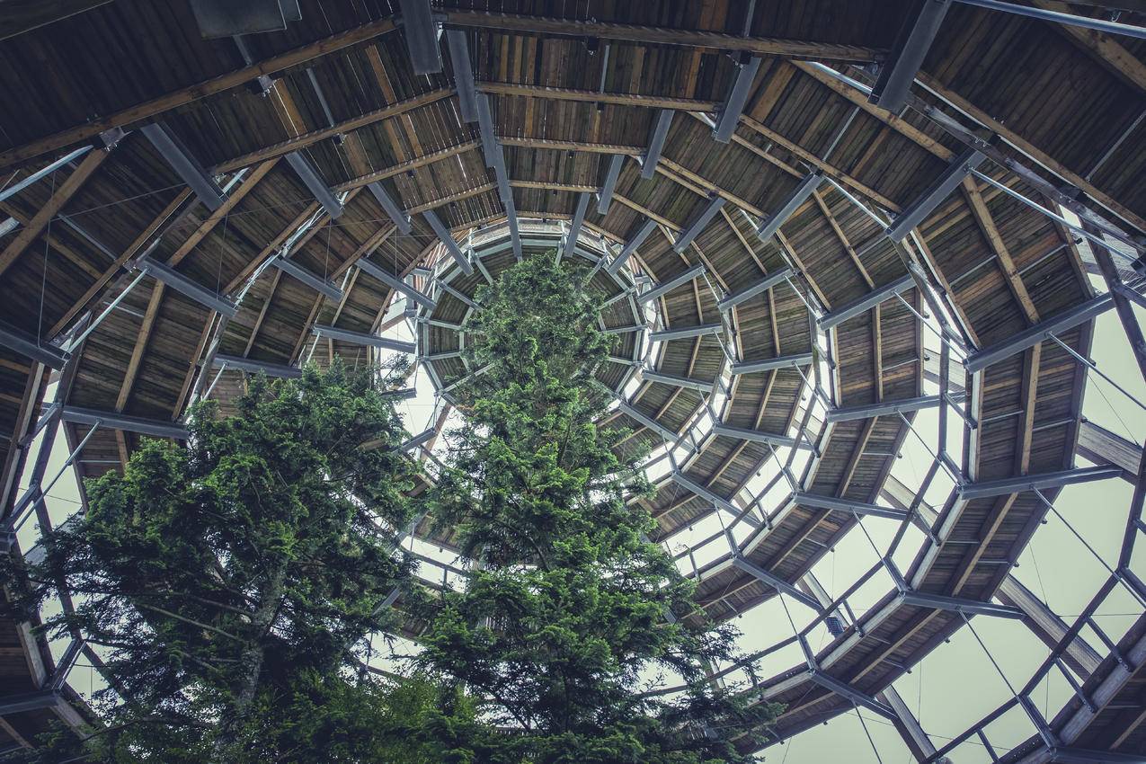 青木螺旋穹顶绿化树种