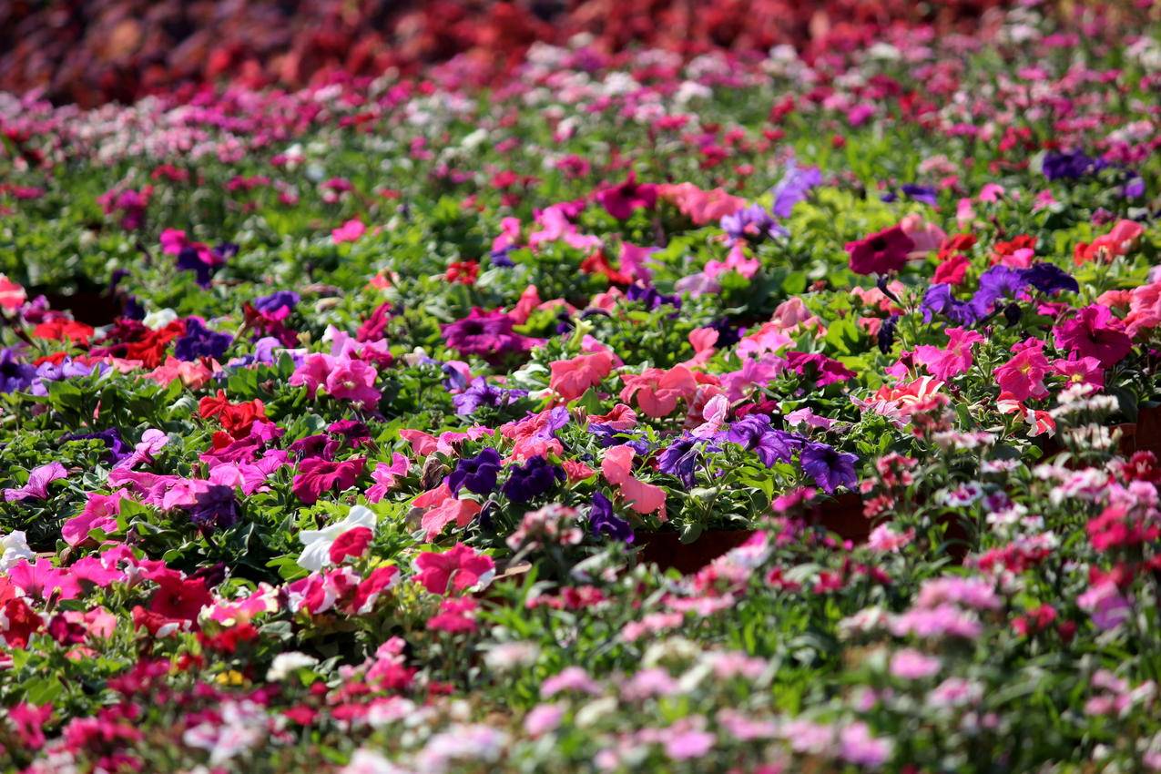 粉红色,紫色和白色凤仙花属植物地