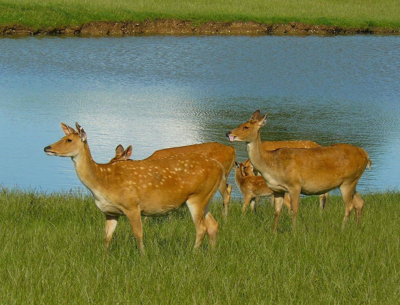 河边草地上的鹿群图片