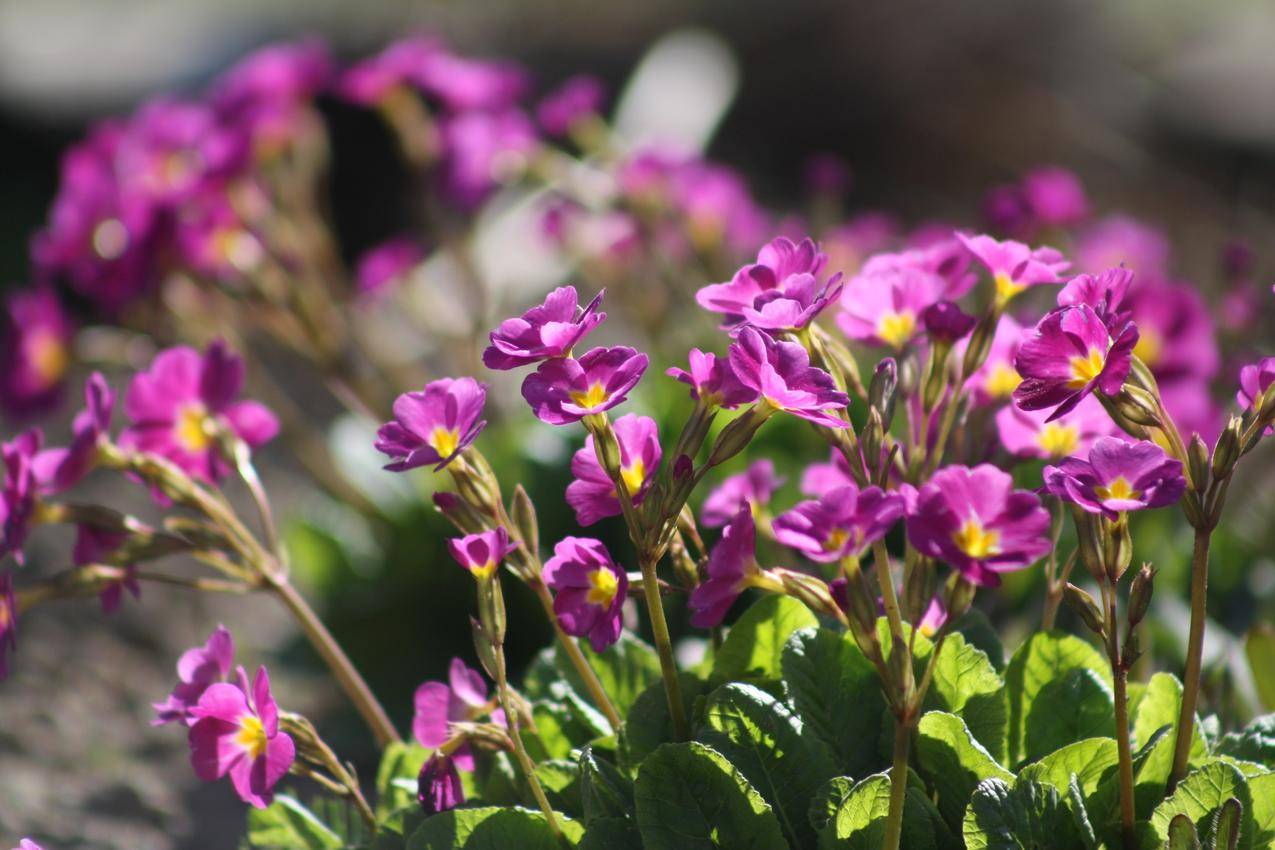 春天紫红色的野花图片