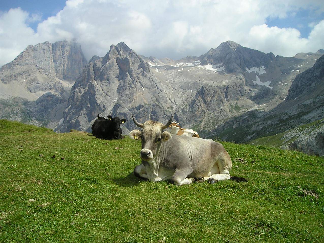 自然放牧的牛高清图片