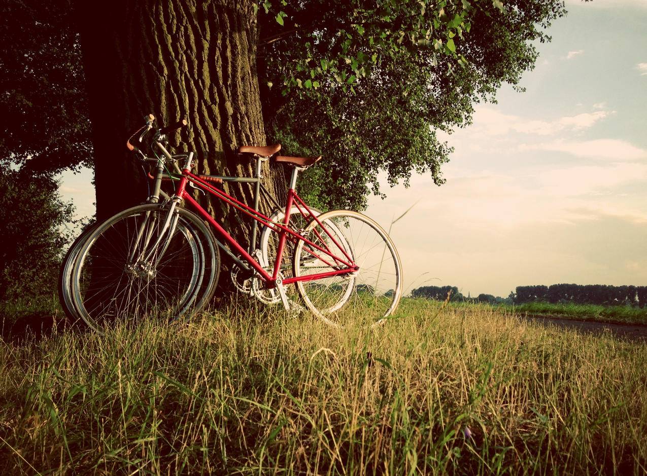草地上的自行车高清图片
