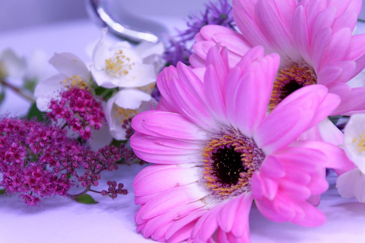 爱情,浪漫,鲜花,花园cc0可商用高清图片