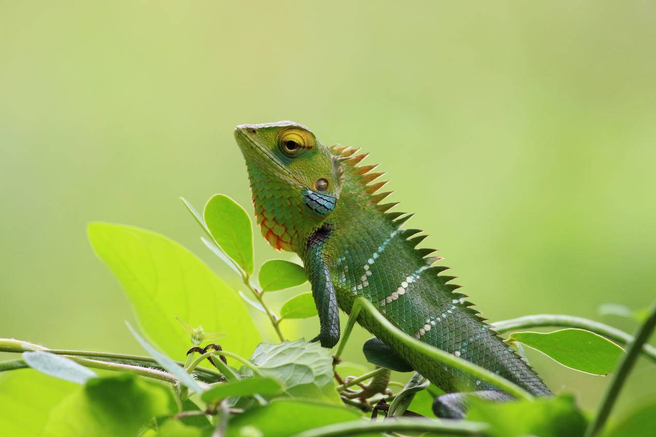 cc0免费可商用动物图片,树叶,绿色,蜥蜴