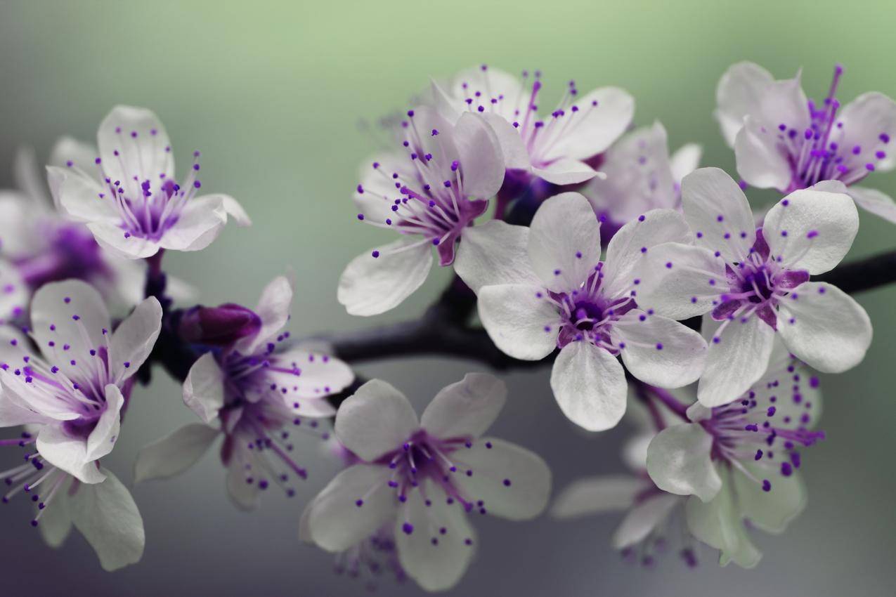 白色紫色花瓣焦点摄影