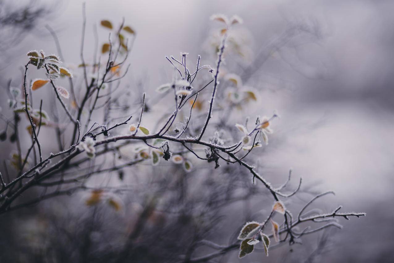 White,Petaled,Flower的倾斜焦点摄影