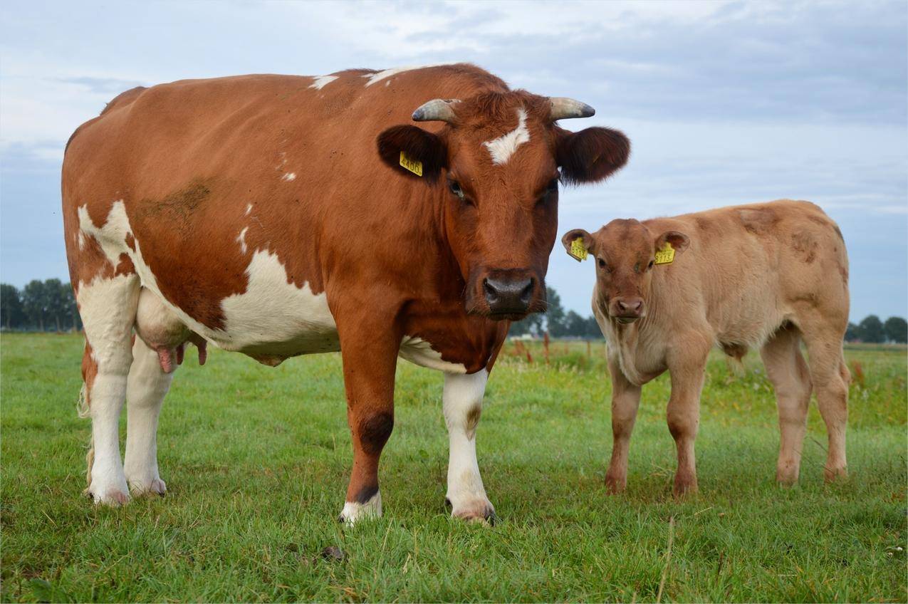 牧场草地上的母牛与小牛图片