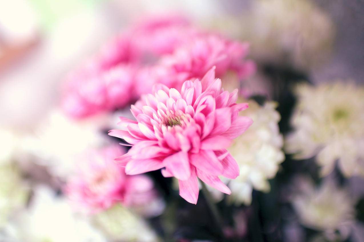 cc0可商用夏,春,花,粉红图片