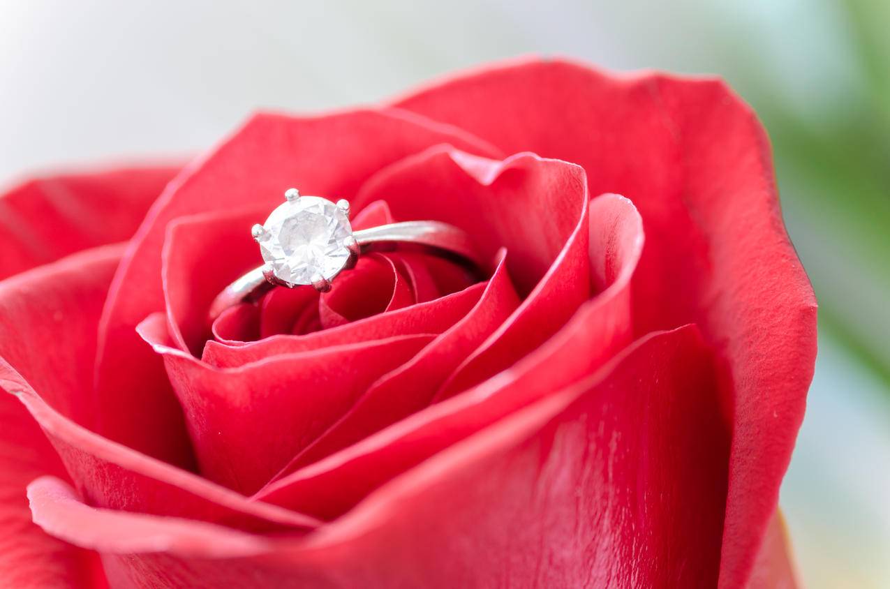 银色钻石镶嵌在红玫瑰上