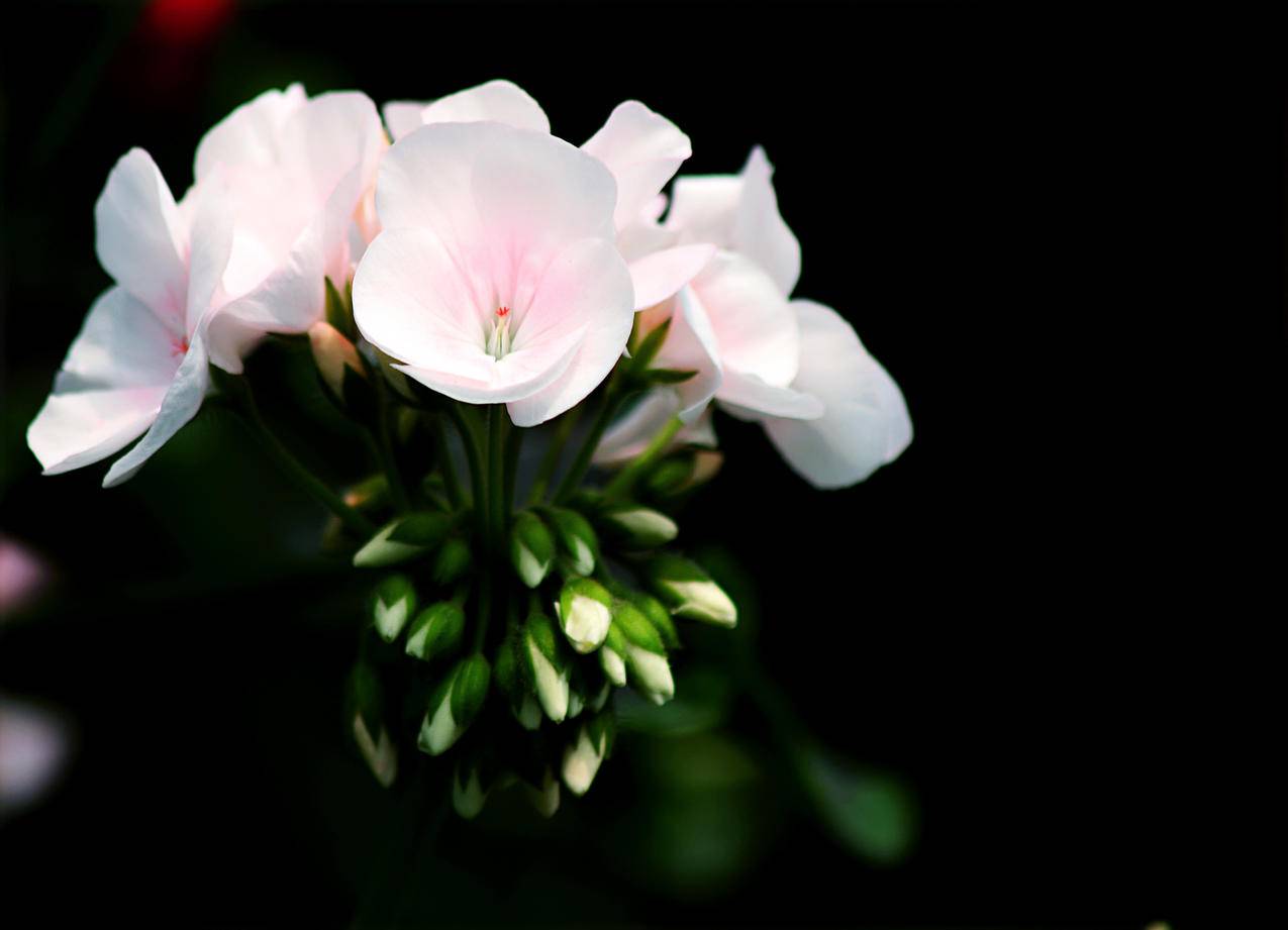 白色花瓣选择性聚焦摄影