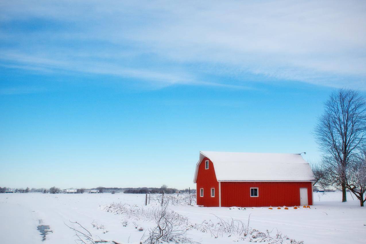 白天雪地中间的红谷仓