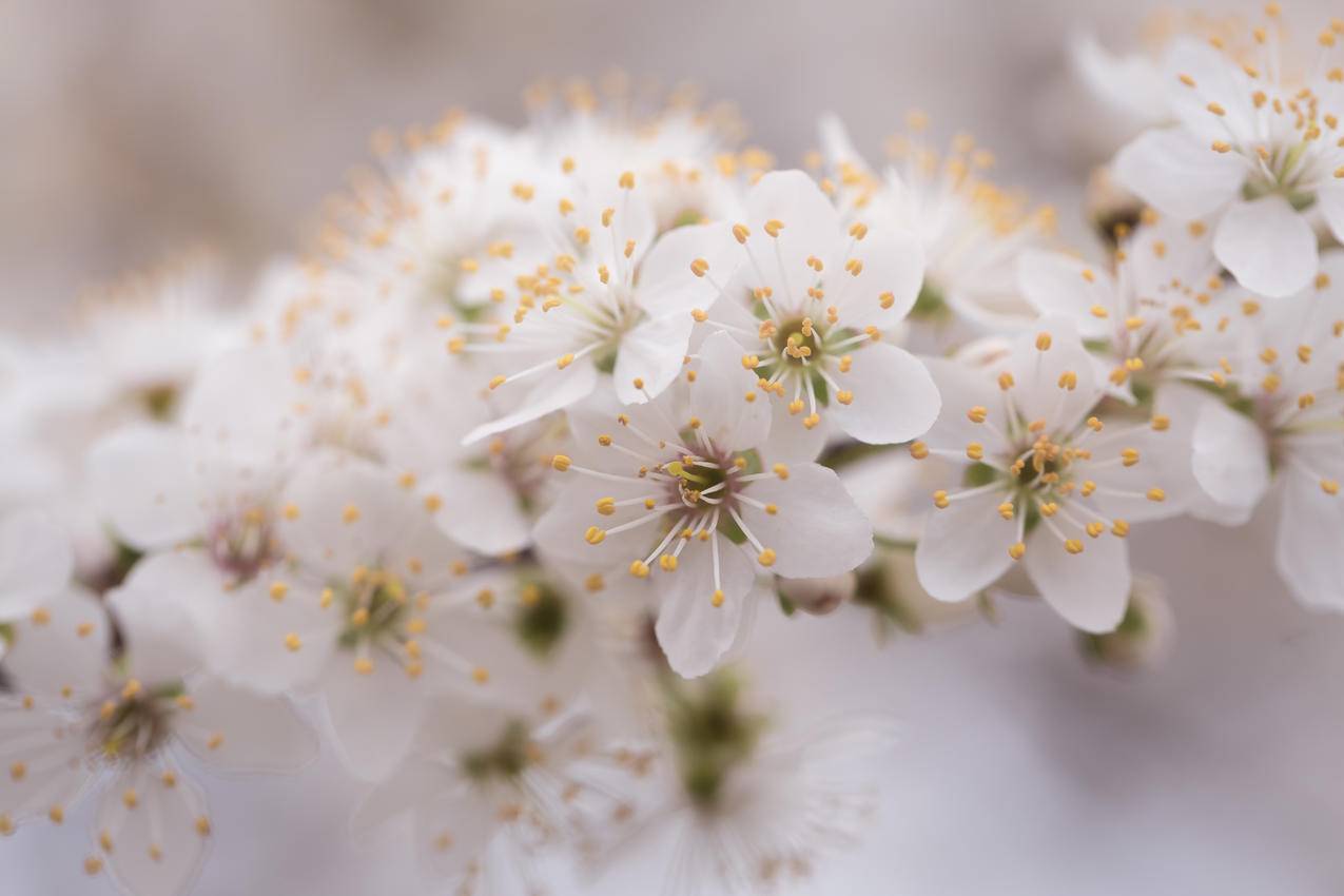 White,Petaled,Flowers合影