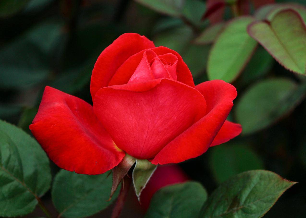 红玫瑰花朵特写高清壁纸