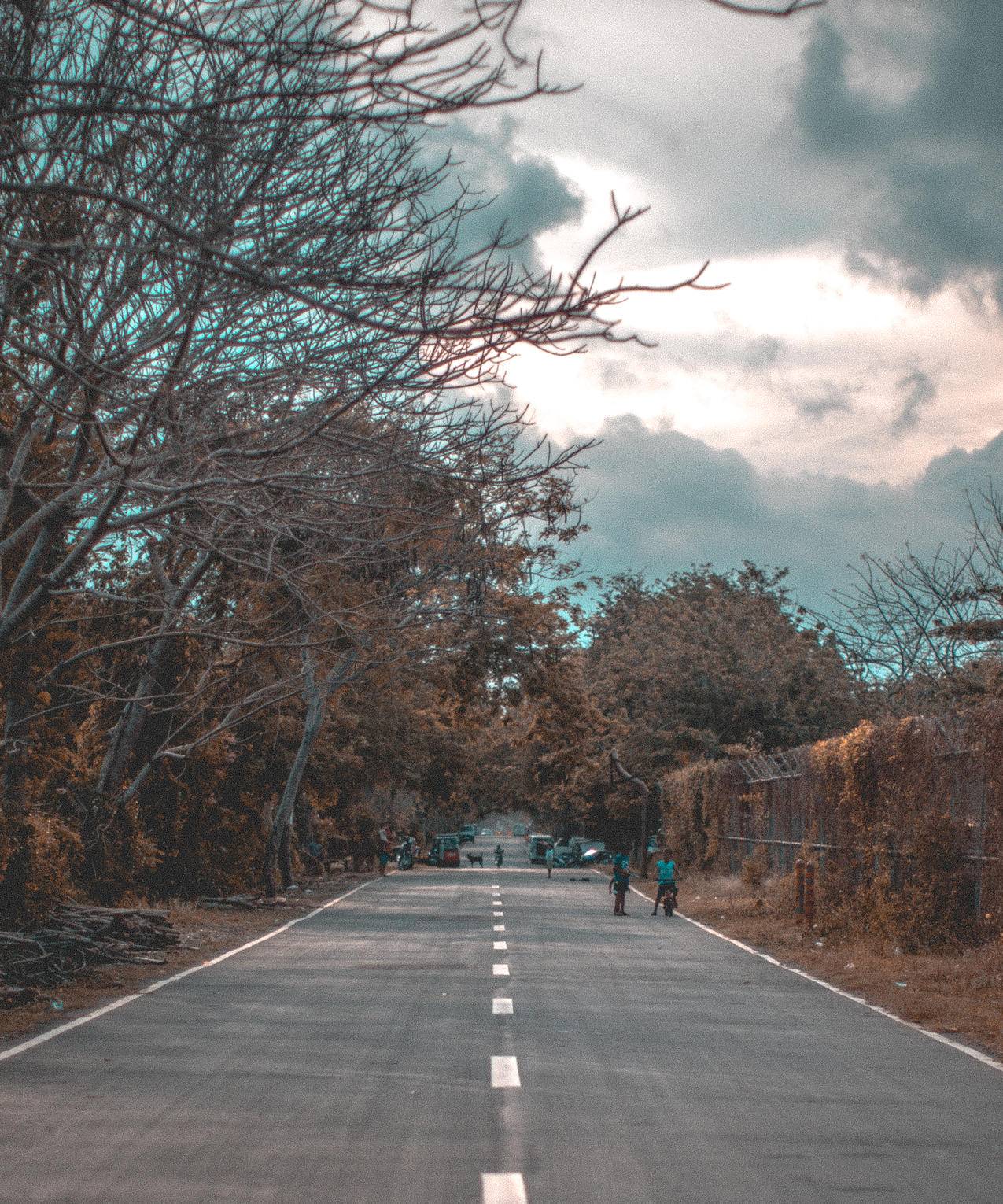 道路附近树木图片