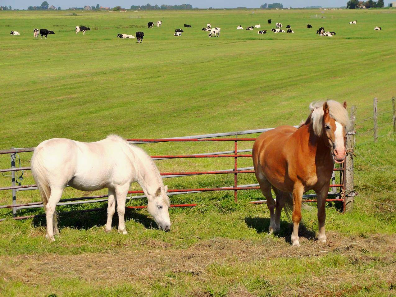 牧场草地的马匹与牛群图片