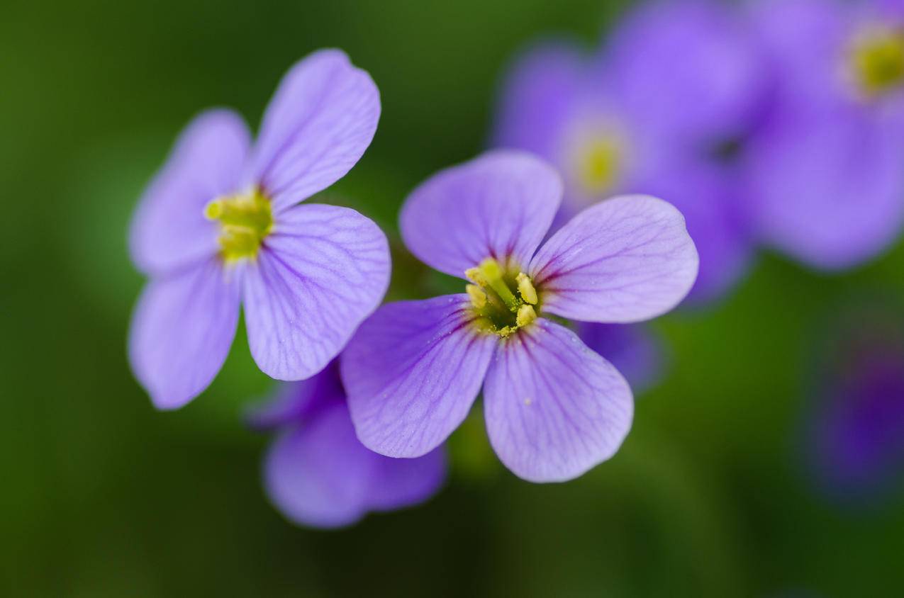 cc0免费可商用的自然,花卉,紫色,花瓣图片