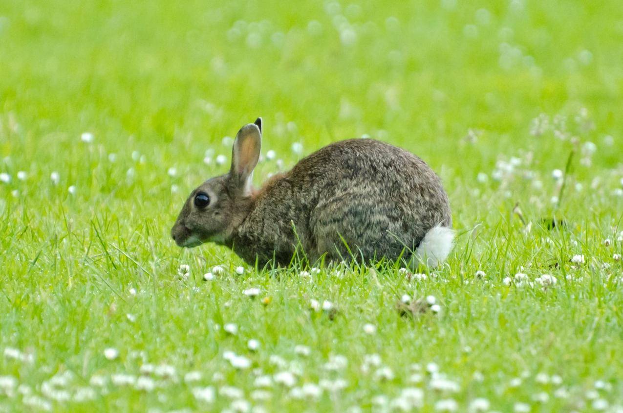 草地上的小灰兔高清壁纸
