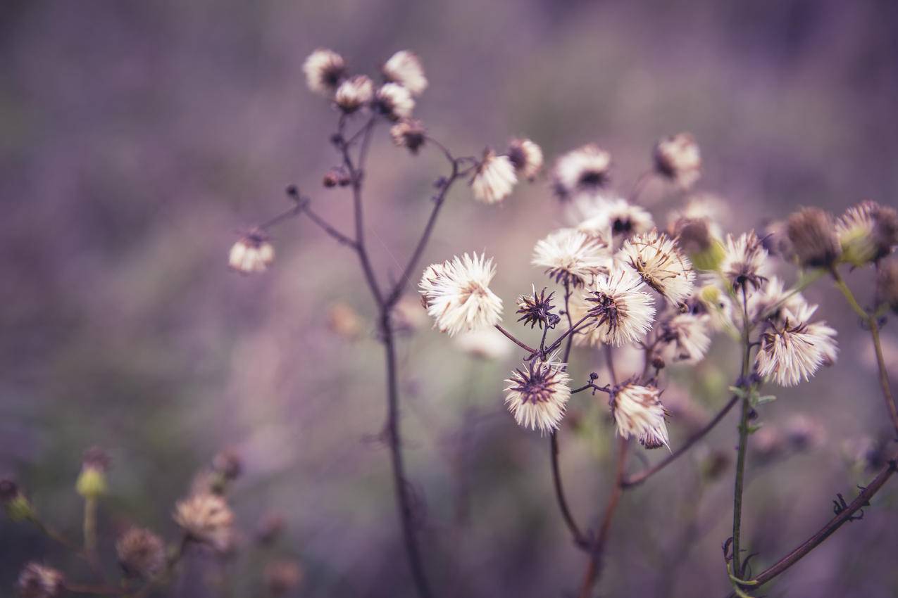 白色簇生花瓣花