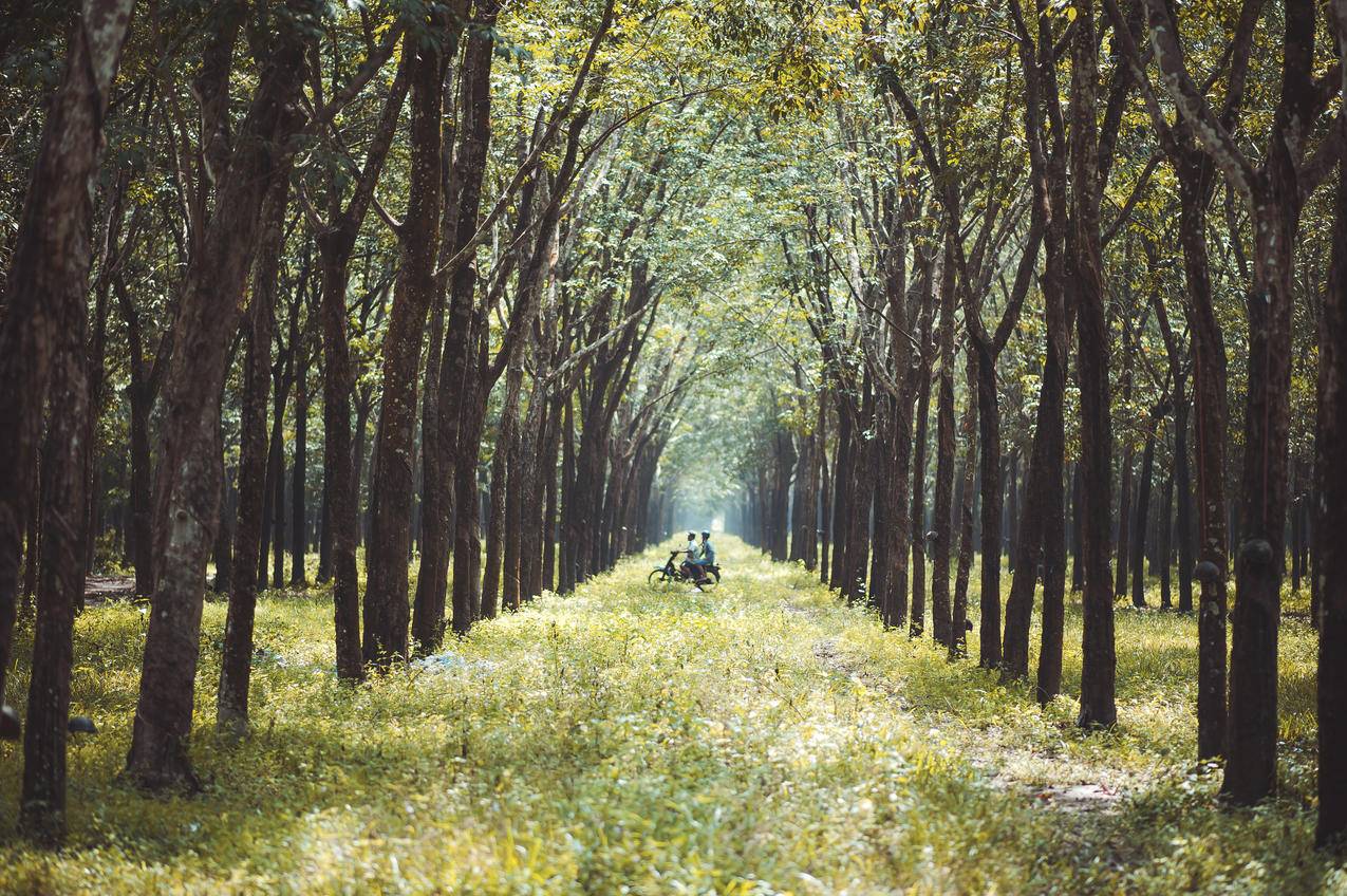 森林中两人骑摩托车的高清图片