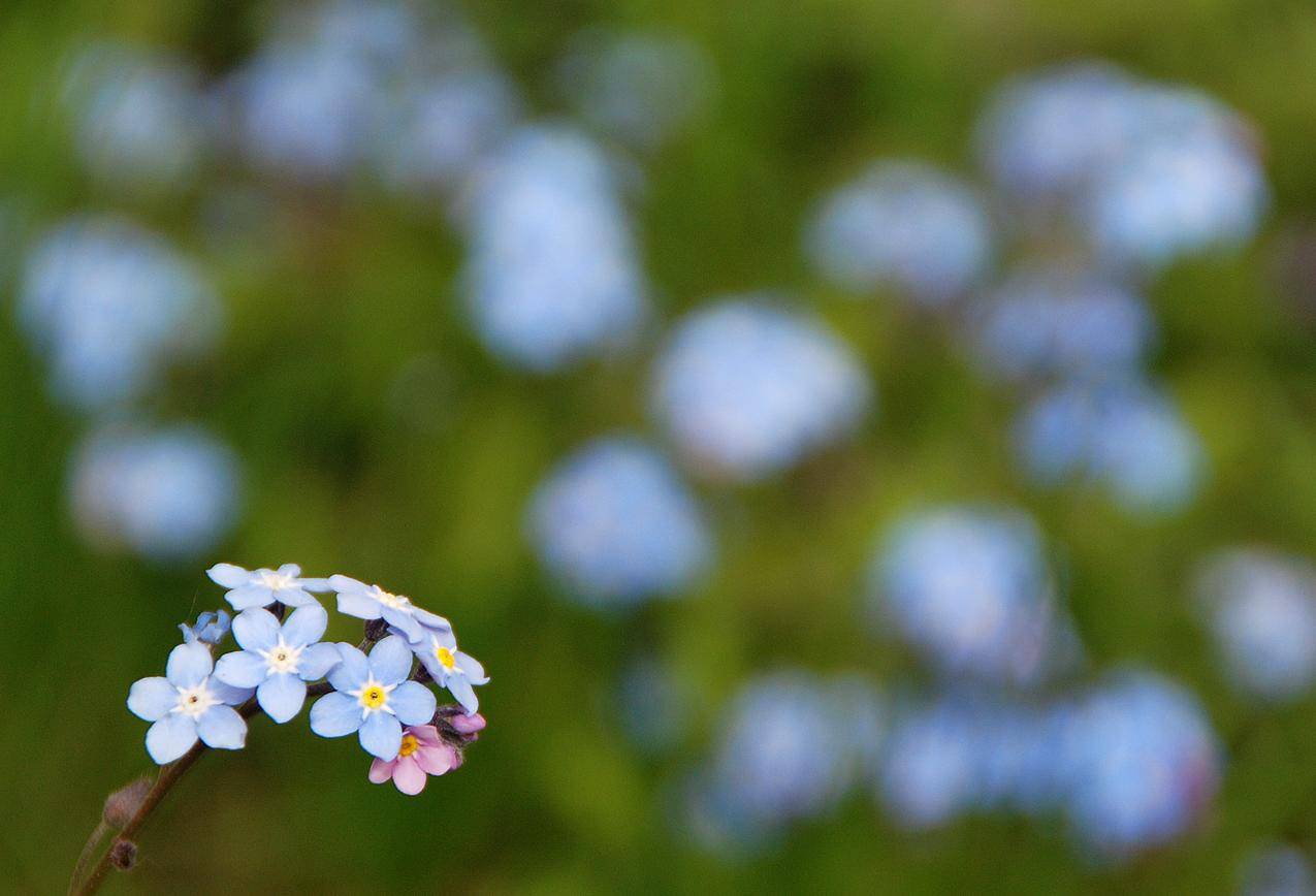 cc0可商用的照片,爱,田野,鲜花,蓝色