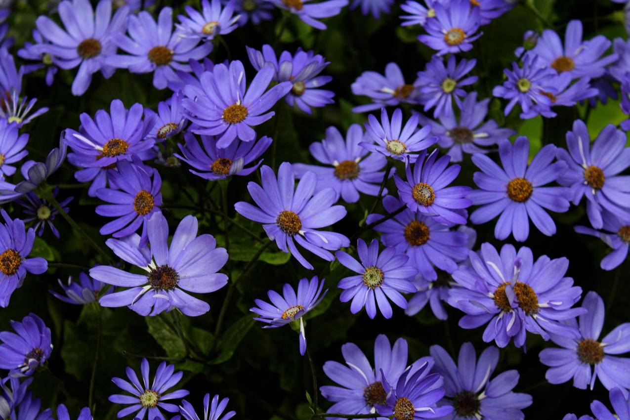 cc0可商用的田野,鲜花,夏天,紫色的高清大图