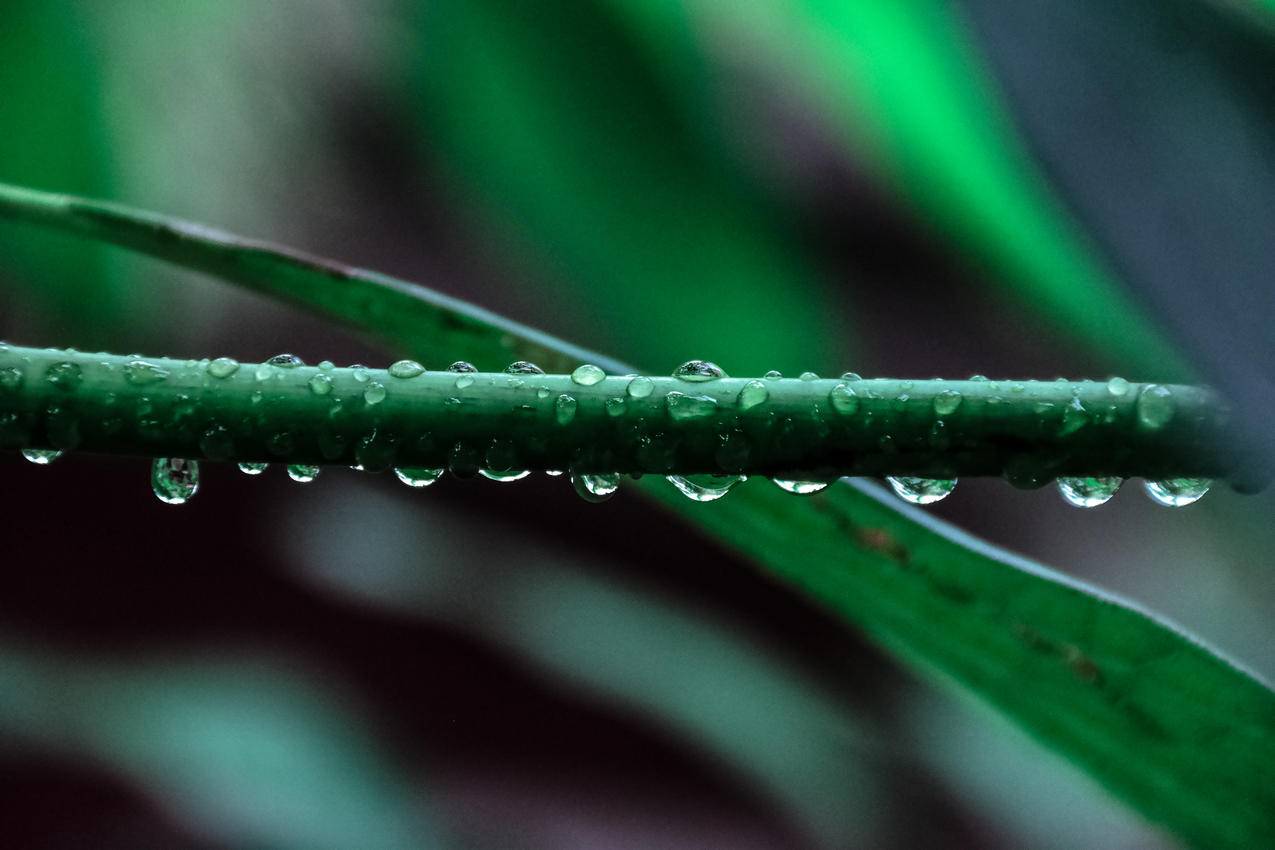 绿叶植物的宏观摄影