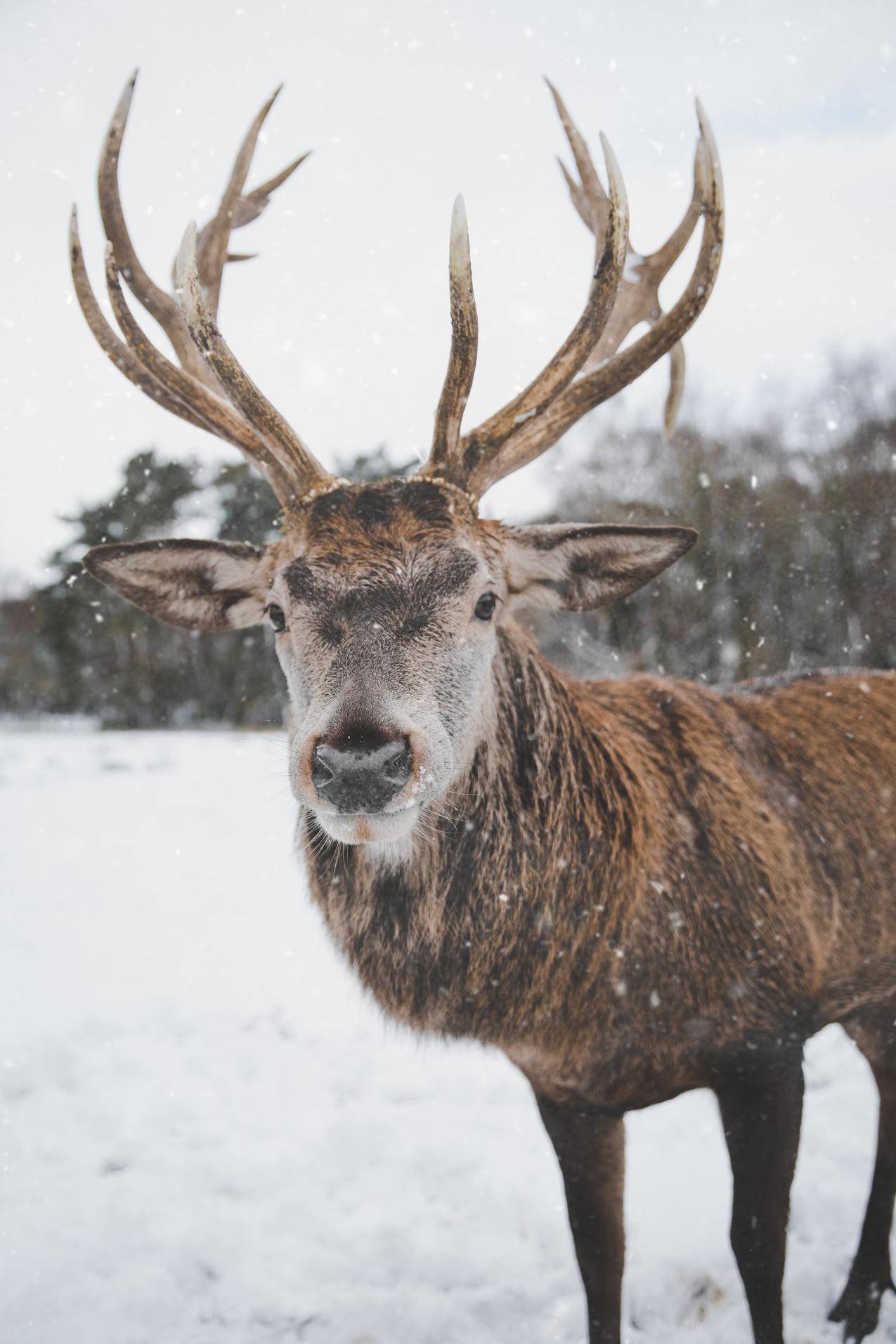棕色的鹿站在雪上
